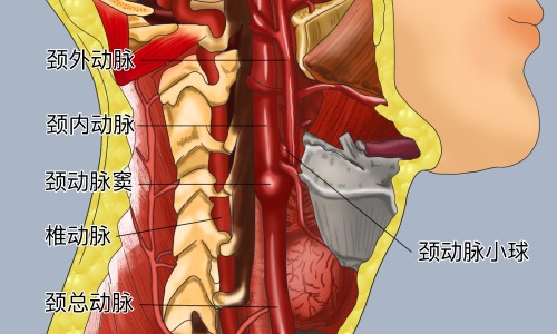 古汉养生精的功效及付作用-古汉养生精的功效与作用及禁忌网- 古汉养生精是什么药知识,分享古汉养生精的吃法和效果